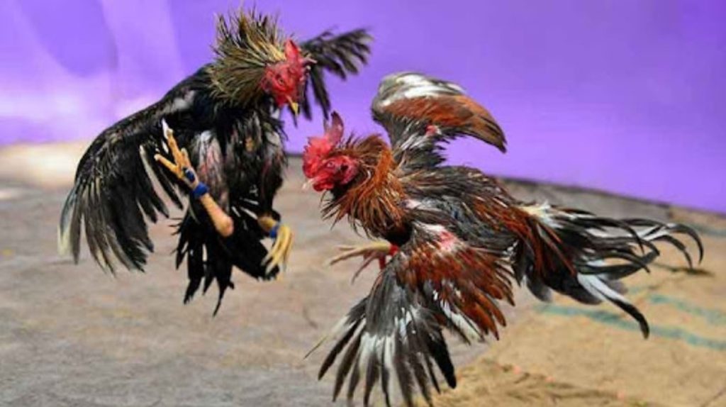 Exploring Live Cockfighting Content Available on BJ88